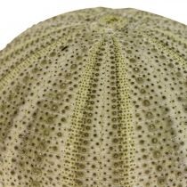 Artikel Maritime Deco Sea Urchin Deco Green Summer Deco Ø5-6cm 17p