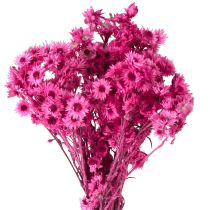 Artikel Mini Halm Blomma Rosa Torkad Blomma Stenblomma H20cm 15g