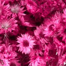 Artikel Mini Halm Blomma Rosa Torkad Blomma Stenblomma H20cm 15g