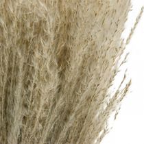 Artikel Torrt gräs Miscanthus 55-75cm fjädergräs naturell 100 st