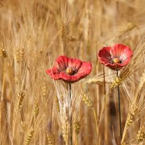 Artikel Keramisk vallmoblomma romantisk dekoration för vårträdgård och blomsterrabatter 31 cm 6 st