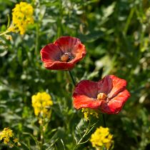 Artikel Vallmoträdgårdsdekorationspåkar, perfekt dekorativt element för din trädgård, 42 cm, 4 stycken