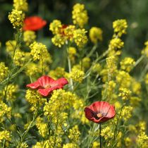 Artikel Trädgårdspåke vallmo i keramik, ovanlig design för rabatter, 52 cm, 2 stycken