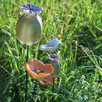 Artikel Dekorativ vallmofrökapsel för säsongsbetonad trädgårdselegans eller balkongdekorationer, 41 cm, 4 stycken