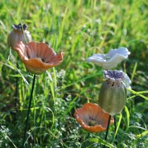 Artikel Dekorativ vallmofrökapsel för säsongsbetonad trädgårdselegans eller balkongdekorationer, 41 cm, 4 stycken
