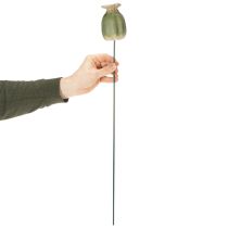 Artikel Vallmofrökapslar trädgårdsstång dekorationer för charmiga trädgårdsarrangemang 60 cm 2 st