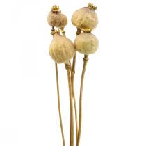 Vallmokapsel stora torkade blommor gul papaver deco vallmo 5st