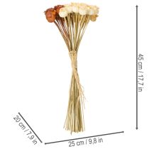 Artikel Torkade konstgjorda vallmofrökapslar, knippe med tre färger, 40 cm, 45 stycken