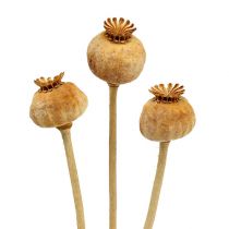 Poppy heads natur 100st