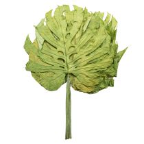 Artikel Dekorativa monsterablad för bohemisk och urban djungeldekoration