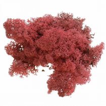 Dekorativ mossa för hantverk Rödfärgad naturmossa i 40g påse