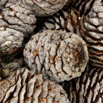 Artikel Murii kottar naturliga 500g