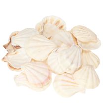 Artikel Skaldekoration pilgrimsmusslor i natur 3,5cm–4cm 300g
