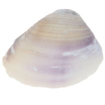 Artikel Skaldekoration mini hjärtmusslor snigelskal 1-3cm 340g