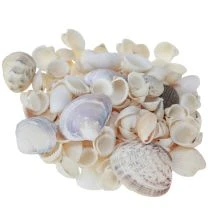 Artikel Skaldekoration mini hjärtmusslor snigelskal 1-3cm 340g