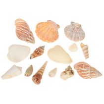 Artikel Skaldekoration sjösnigel natur 350g × 3st