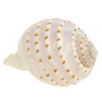 Artikel Mussel Tonna Tessalata 7 st