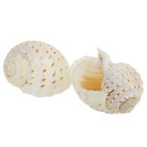 Artikel Mussel Tonna Tessalata 7 st