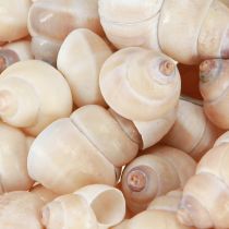 Artikel Mussel Umachi 500g