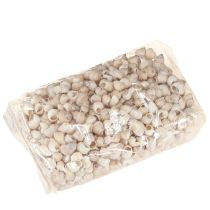 Artikel Mussel Umachi 500g