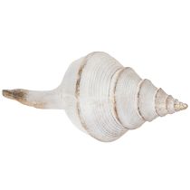 Artikel Dekorativ snäckskalform för elegant maritim dekoration, 44 cm