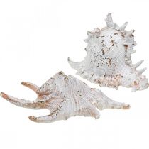 Skal, maritim dekoration, snigelskal vitguld L22/17cm set om 2