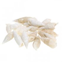 Artikel Deco sniglar vita, sjösnigel naturlig dekoration 2-5cm 1kg