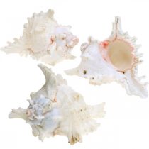 Artikel Skal Chicoreus ramosus 16cm 3 st