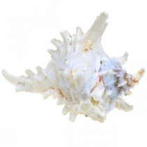 Artikel Skal Chicoreus ramosus 16cm 3 st