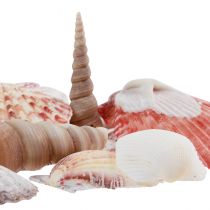 Artikel Skaldekoration riktiga skal olika typer 300g