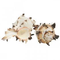 Deco snigelskal randiga, havssniglar naturlig dekoration 1kg