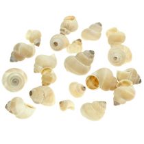 Mussel Umachi 500g