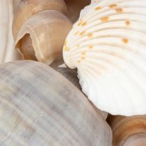 Artikel Snäckor och snäckor Naturliga maritima dekorationsföremål för elegant inredning 500 g