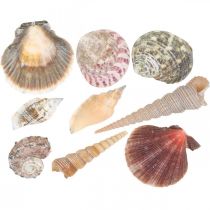 Skalmix, snäckskal och snäckskal, sommardekoration H3–5cm/L2,5–9cm 950g