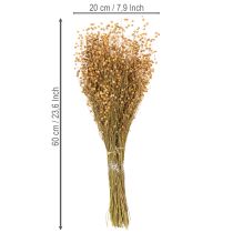 Artikel Naturliga torkade lingräs för torkade blomsterarrangemang Linum Natur 60cm 180g