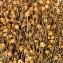 Artikel Naturliga torkade lingräs för torkade blomsterarrangemang Linum Natur 60cm 180g