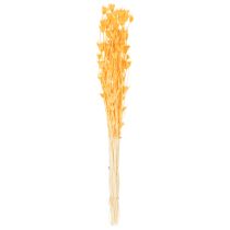 Artikel Torkat Nigella-blomsarrangemang för långvarig användning. Elegant blickfång. 70 cm 50 g