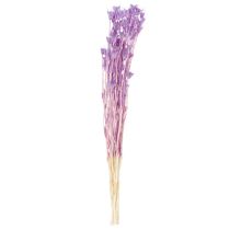 Artikel Torkad Nigella-blombukett, dekorativ användning i vardagsrummet, skapar en unik atmosfär, 70 cm, 50 g