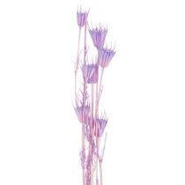 Artikel Torkad Nigella-blombukett, dekorativ användning i vardagsrummet, skapar en unik atmosfär, 70 cm, 50 g