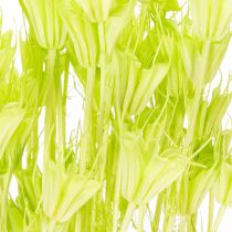Artikel Torkade Nigellablommor, charmig naturlig rumsdekoration för hemmet, 70 cm, 50 g