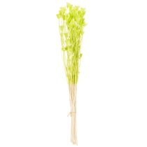 Artikel Torkade Nigellablommor, charmig naturlig rumsdekoration för hemmet, 70 cm, 50 g