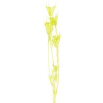 Artikel Torkade Nigellablommor, charmig naturlig rumsdekoration för hemmet, 70 cm, 50 g