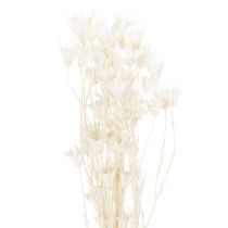 Artikel Torkade Nigellablommor, knippe elegant naturlig dekoration för exklusiva interiörer, 70 cm, 50 g