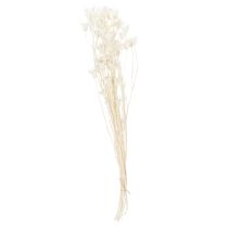 Artikel Torkade Nigellablommor, knippe elegant naturlig dekoration för exklusiva interiörer, 70 cm, 50 g