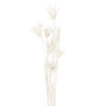 Artikel Torkade Nigellablommor, knippe elegant naturlig dekoration för exklusiva interiörer, 70 cm, 50 g
