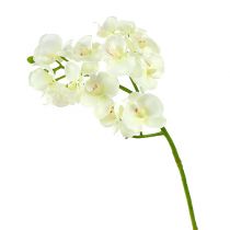 Artikel Orchid Cream-White L57cm 6 st