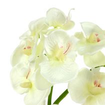 Orkidé krämvit L57cm 6st