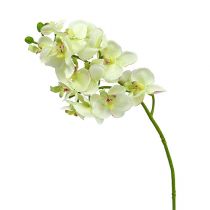 Orkidé ljusgrön 56cm 6st