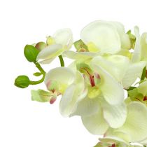 Artikel Orkidé ljusgrön 56cm 6st