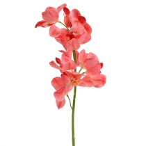 Artikel Orkidé Mokara Lax 50cm 6 st